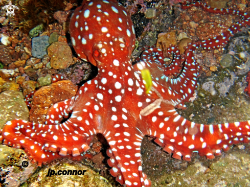 A Callistoctopus macropus | Poulpe tacheté