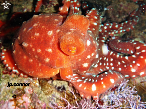 A Callistoctopus macropus | Poulpe tacheté