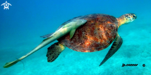 A Chelonia Mydas | Tortue Verte