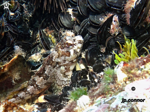 A Lipophrys trigloides | Blennie trigloïde