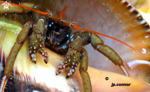 A Calibanarius erythropus | bernard l'hermite