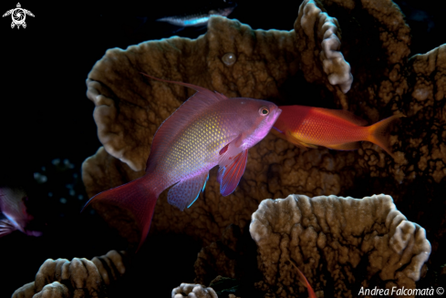 A Anthias