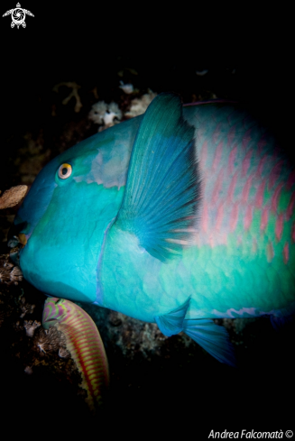 A Parrot Fish