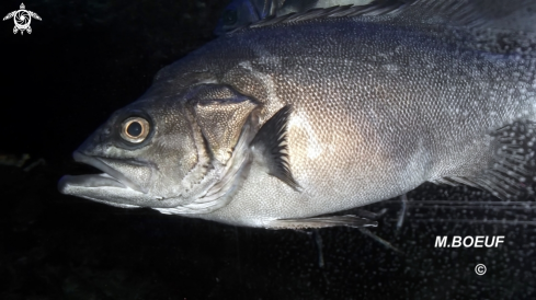 A Polyprion americanus | Mérou de Bosques