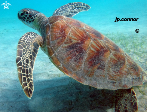 A Chelonia Mydas | Tortue Verte