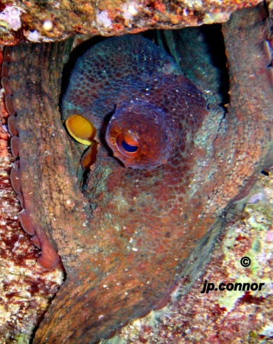 A Octopus vulgaris | Poulpe