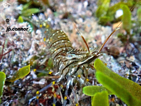 A Palaemon elegans | Crevette bouquet