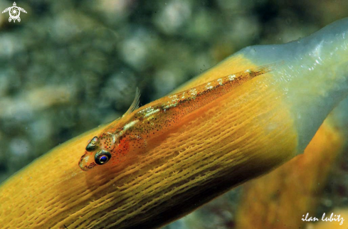 A goby