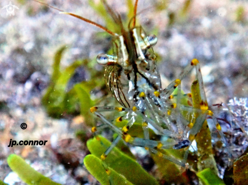 A Palaemon elegans | Crevette bouquet