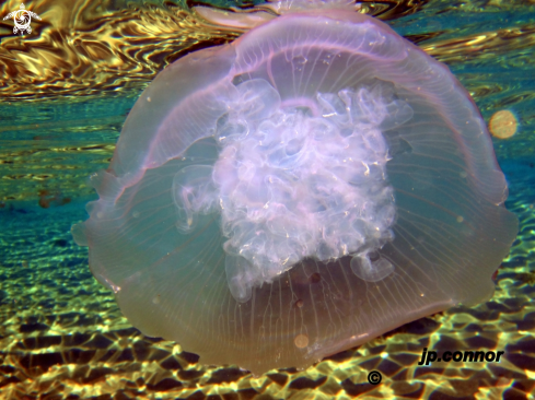 A Aurelia aurita | Méduse Bleu