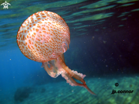 A Pelagia Noctiluca | Méduse pélagique