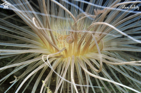 A Sea Anemone