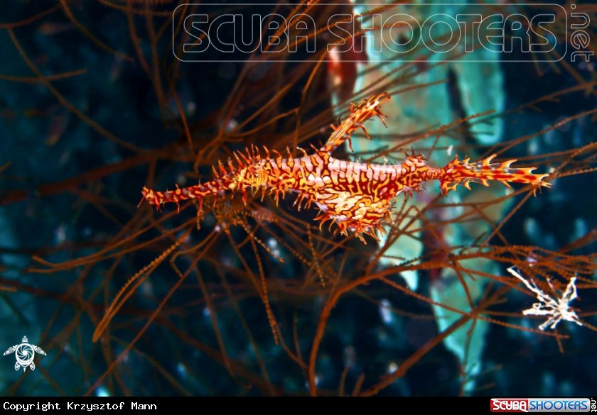 A  Harlequin Ghost Pipefish