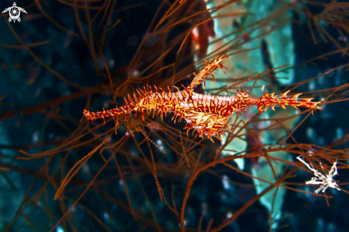 A Solenostomus paradoxus |  Harlequin Ghost Pipefish