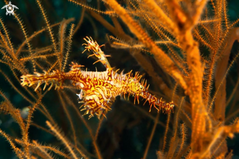 A Solenostomus paradoxus |  Harlequin Ghost Pipefish