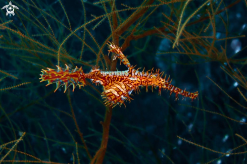 A Solenostomus paradoxus |  Harlequin Ghost Pipefish