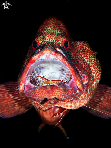 A  Grouper with cleaner shrimp