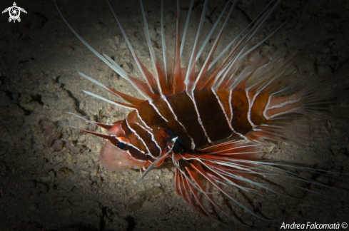 A pesce scorpione raggiato