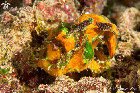 A Frogfish | Frogfish