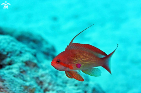 A Lyretail Anthias