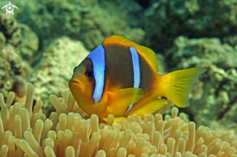 A Clownfish