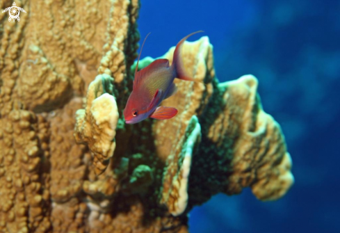 A Lyretail Anthias