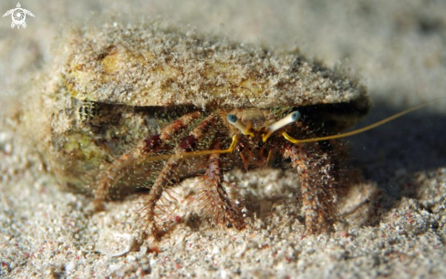 A Hermit Crab