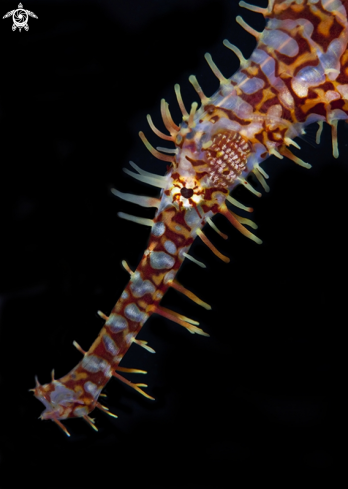 A Solenostomus paradoxus | Ornate Ghost Pipefish