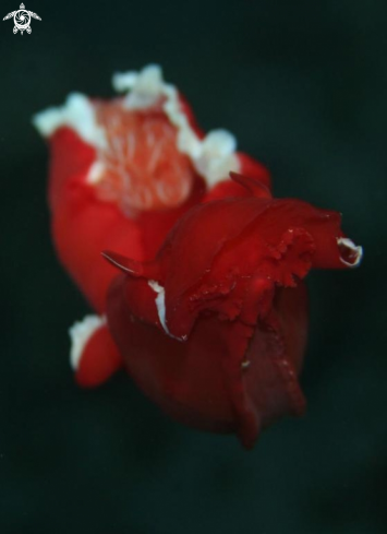 A Spanish Dancer