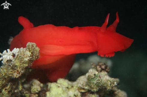 A Spanish Dancer