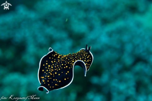 A Flatworm