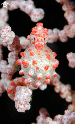 A Hippocampus Bargibanti | Pygmy sea horse Bargibanti