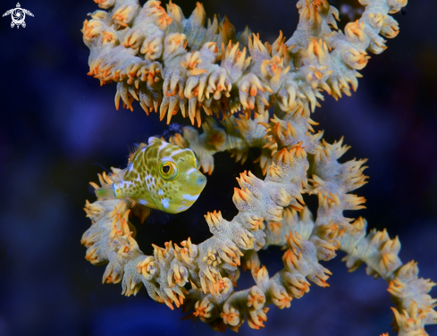 A iuvenile pufferfish