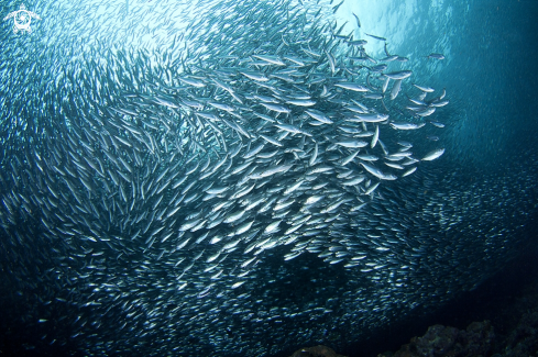 A Sardine