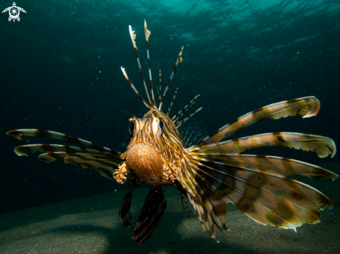 A underwater creature