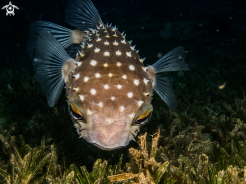 A underwater creature