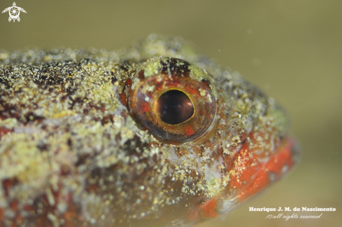 A Gobius cruentatus | Gobius