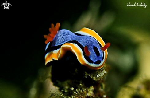 A Chromodoris annae 