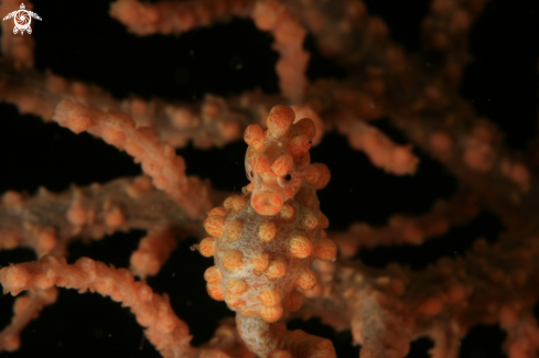 A Sea Horse Bargibanti | Pigmy Sea Horse