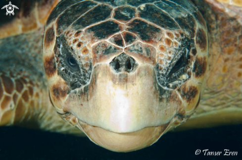 A Caretta | Caretta