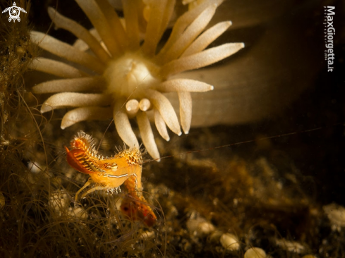 A Long Nose Rock Shrimp, Leander plumosus | donald duck shrimp