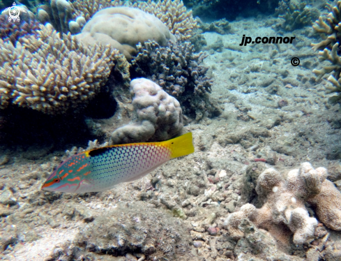 A Halichoeres hortulanus | Labre-échiquier