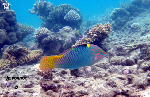 A Halichoeres hortulanus | Labre-échiquier