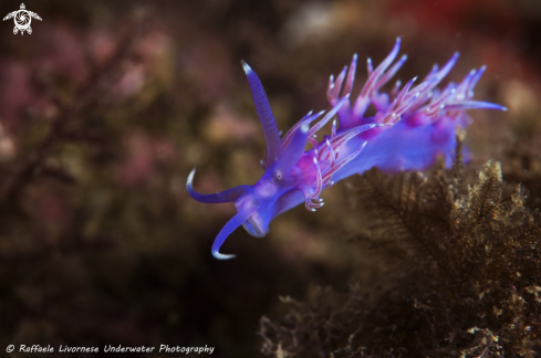 A Flabellina affinis