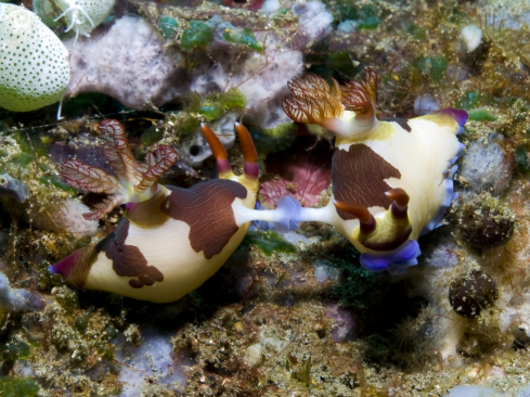 A Nudibranch