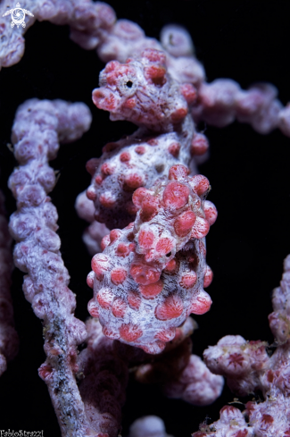 A Pigmy seahorse