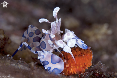 A ARlequin shrimp