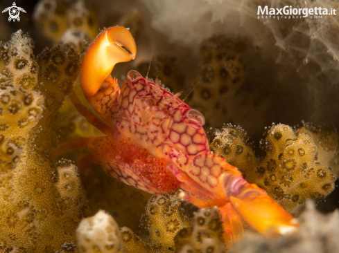 A Trapezia flavopunctata with eggs |  Yellow-spotted Guard Crab with eggs