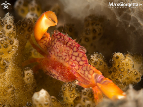 A  Yellow-spotted Guard Crab with eggs