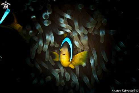 A ClownFish & Anemone